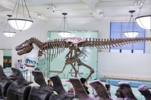 New York, United States of America - March 25: American Museum of Natural History holds large collection of prehistoric exhibits from all world. T-rex dinosaur skeleton exhibit on March 25, 2015.