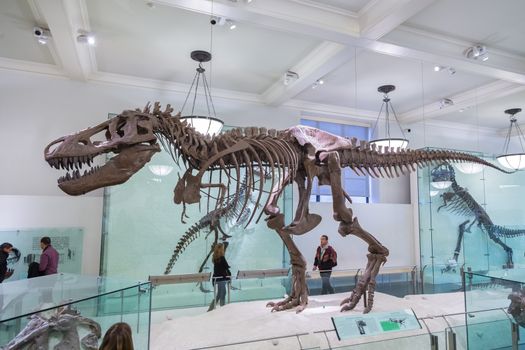New York, United States of America - March 25: American Museum of Natural History holds large collection of prehistoric exhibits from all world. T-rex dinosaur skeleton exhibit on March 25, 2015.