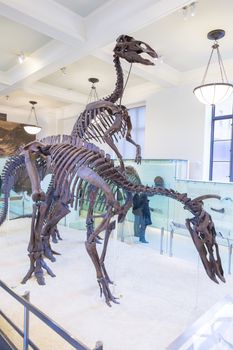 New York, United States of America - March 25: American Museum of Natural History holds large collection of prehistoric exhibits from all world. Dinosaur skeleton exhibit on March 25, 2015.