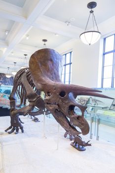 New York, United States of America - March 25: American Museum of Natural History holds large collection of prehistoric exhibits from all world. Dinosaur skeleton exhibit on March 25, 2015.