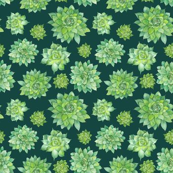 Hand-painted seamless texture with green tropical plant isolated on white background, Sempervivum botanical illustration