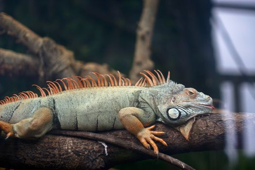 A lizard is lying on a branch