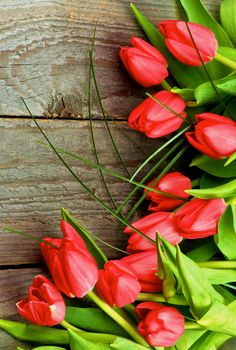 Corner Frame of Beautiful Magenta Spring Tulips with Green Grass isolated on Rustic Wooden background