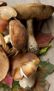 Wicker Basket Full of Raw Porcini Mushrooms, Orange-Cap Boletus and Peppery Bolete on Maple Leafs closeup on Wooden background. Top View