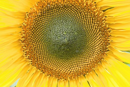 beutiful close-up sunflower in cultivated agricultural field