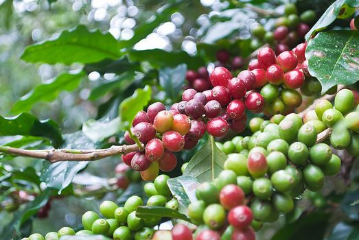 Coffee beans ripening on a tree