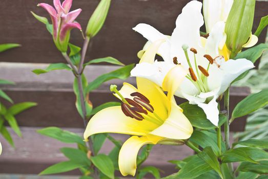 blooming lilies in the garden
