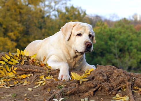 the cute nice yellow labrador in the park in autumn