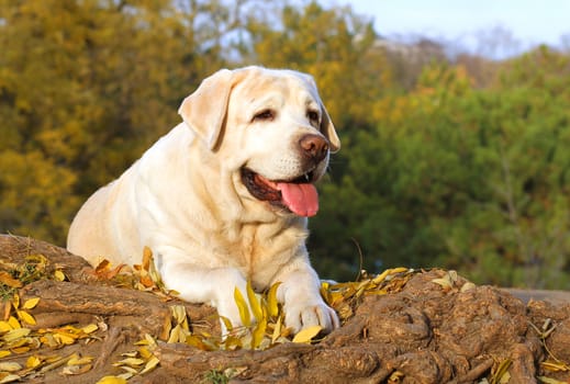 a cute nice yellow labrador in the park in autumn