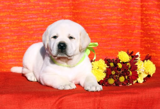 the yellow labrador puppy on the orange background with floewrs