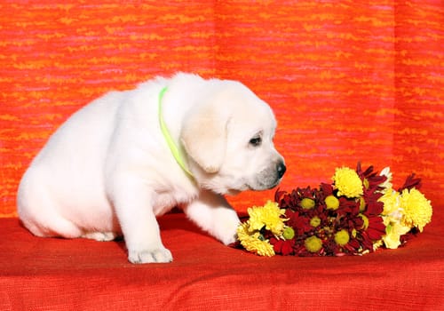 the nice yellow labrador puppy on the orange background with floewrs
