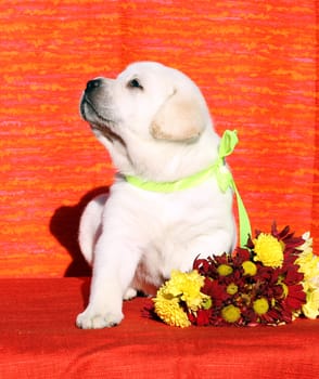 a nice yellow labrador puppy on the orange background with floewrs