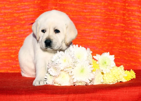 a nice yellow labrador puppy on the orange background with white flowers