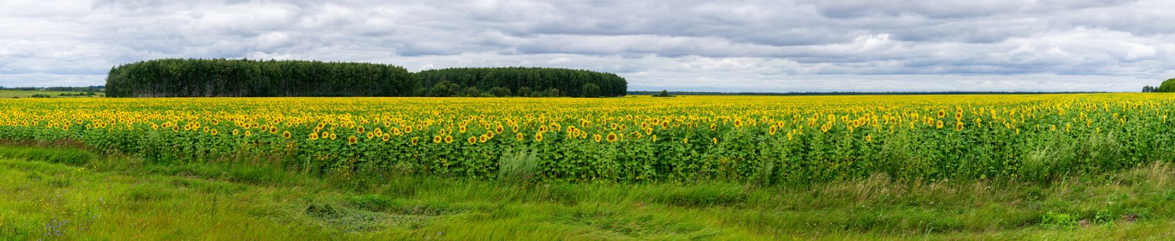 The photo shows a field of sunflowers