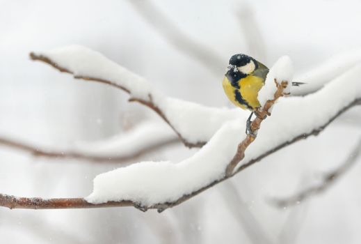 great tit on tree brunch in winter time