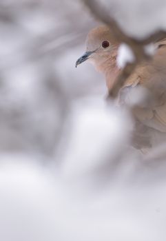 Eurasian Collared-Dove in winter time
