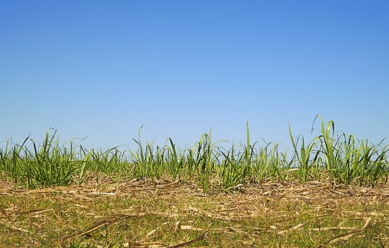 Australian skyline with long green grass, blue sky and sugarcane foliage on the horizon