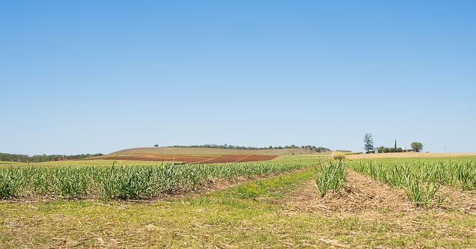 Australian sugarcane plantation in spring after winter harvest with new cane growing and some ploughed paddocks