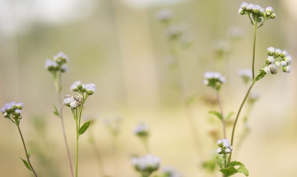 Australian spring, wild flowers growing in field for background