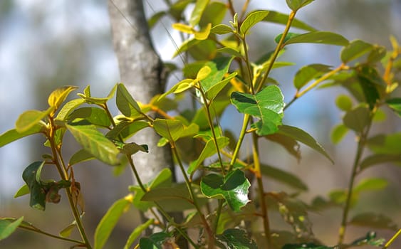 Spring foliage of Australian Red Ash Alphitonia excelsa in natural bushland environment