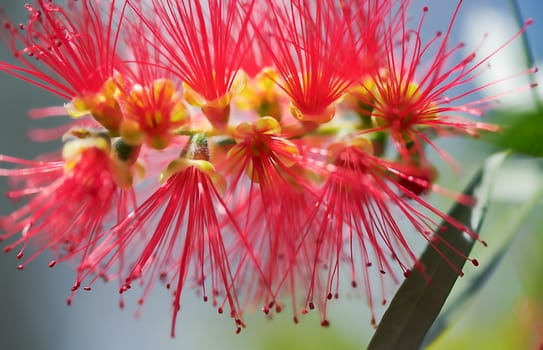 New Spring bloom of the Australian wildflower, Callistemon Captain Cook, commonly called bottlebrush flower