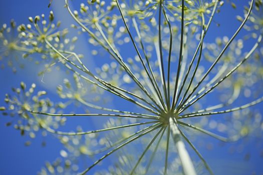 spring image of dill herb flower against blue sky for background, wallpaper, backdrop