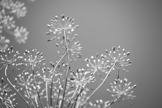 Monochrome black and white floral background for spring