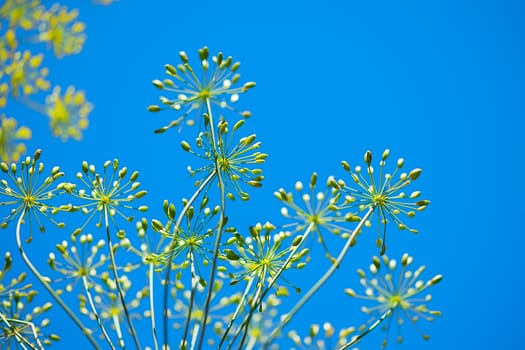 Blue Spring Floral Background with dill flower head reaching up to the blue sky