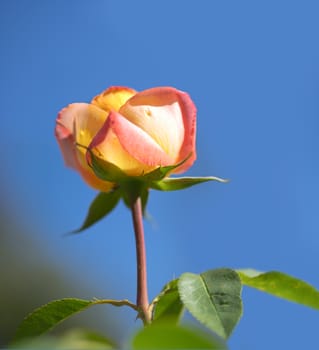 Spring Skyline background cloudless blue sky with new rose flower bloom 