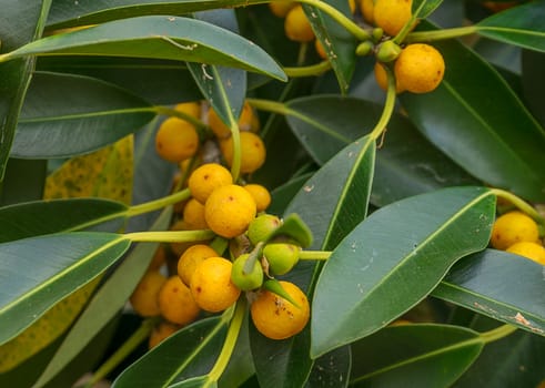 Australian native Small Leaf Fig, Ficus obliqua species with yellow fruit and green foliage