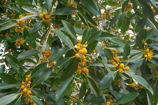 Australian native Small Leaf Fig, Ficus obliqua species loaded with yellow fruit and green foliage 