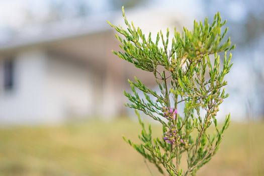 Australian Spring Wildflower Melaleuca Thymifolia Shrub against country cottage rural background