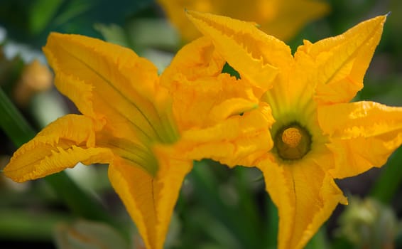 Organic gardening Zucchini with new Spring flowers