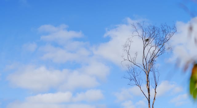 Australian spring day skyline panorama with birds nest in dead gum tree fluffy clouds and blue sky