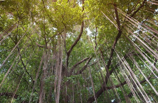 branch of banyan tree.