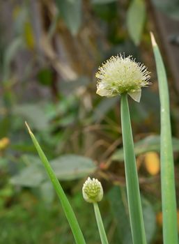 Onion shallots flowering in spring with white flower heads