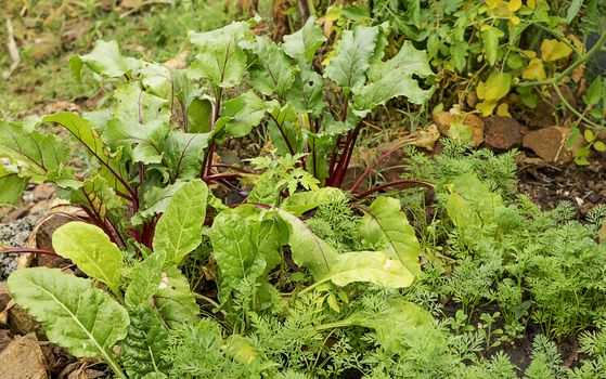 Spring plants, vegetable seedlings growing in organic garden