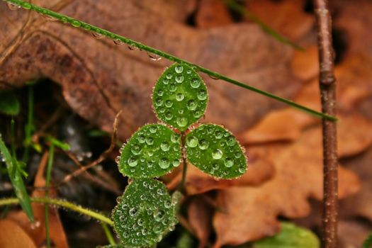 A very wet morning and among fallen leaves of deciduous trees, small herbaceous clovers were growing up. Drew drops were covering the surface of their three leaves.