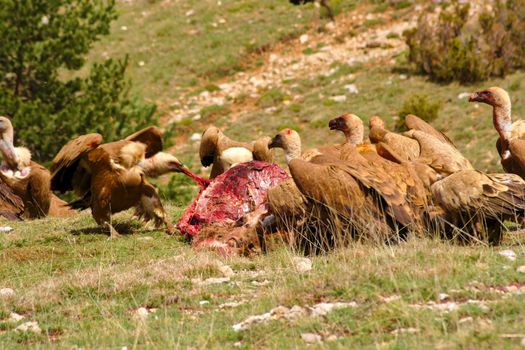 A dead red deer is being eaten by a group of griffon vultures. The fights and conflicts among them were constant. I was hidden a few meters away, covered by a dark green raincoat.