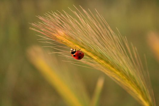 An isolated ladybird climbing up a bounded ear. The light of the sunset soften the scene, transmitting relax and calm. The place where it was taken is Toledo (Spain), close to the cliffs of the Tagus river.