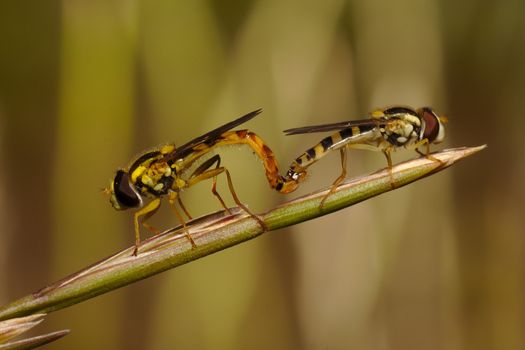 Although they seem to belong to the group of bees, they actually are part of the group of flies. They were found hidden in a dense field. I was waiting until they were over the extreme of of a branch.