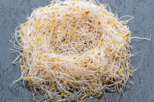 Nest of alfalfa sprouts on a slate background