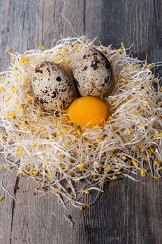 Quail eggs on a nest of alfalfa sprouts