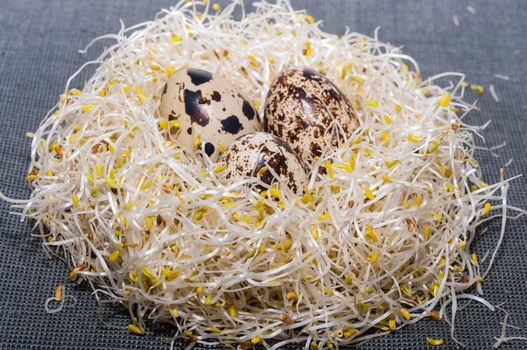 Alfalfa sprouts nest with three quail eggs on a tablecloth