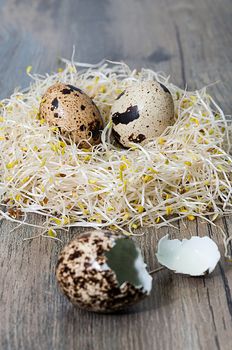 Alfalfa sprouts nest with quail eggs on a slate background