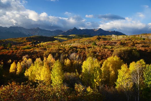 aspen in autumn at san juan mountains colorado