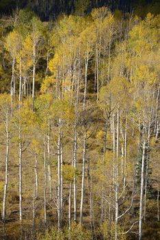 yellow aspen tree from colorado in autumn