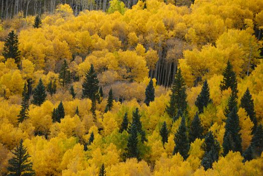 yellow aspen tree from colorado in autumn