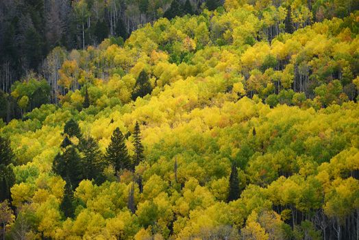 yellow aspen tree from colorado in autumn