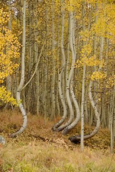 curved aspen tree in colorado